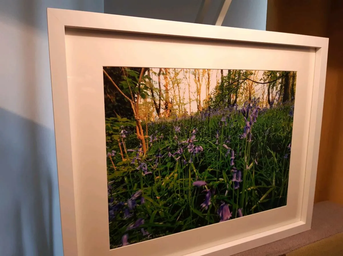 Ballyannan Woods, Midleton - Image 4