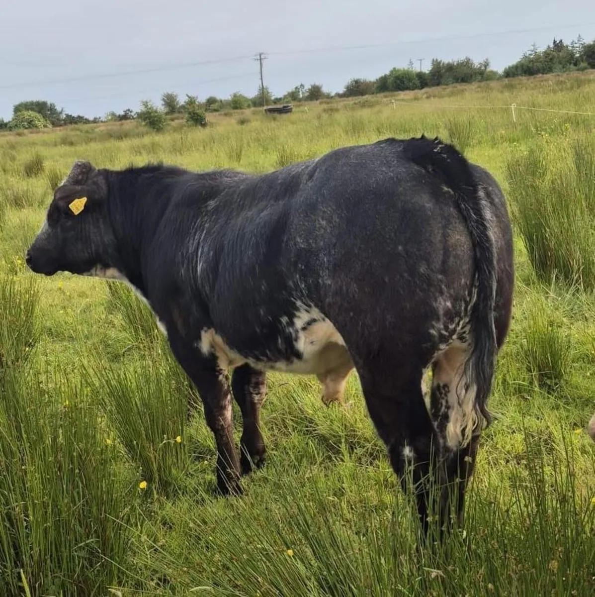 Gort Mart: Thurs 5th June - Image 2
