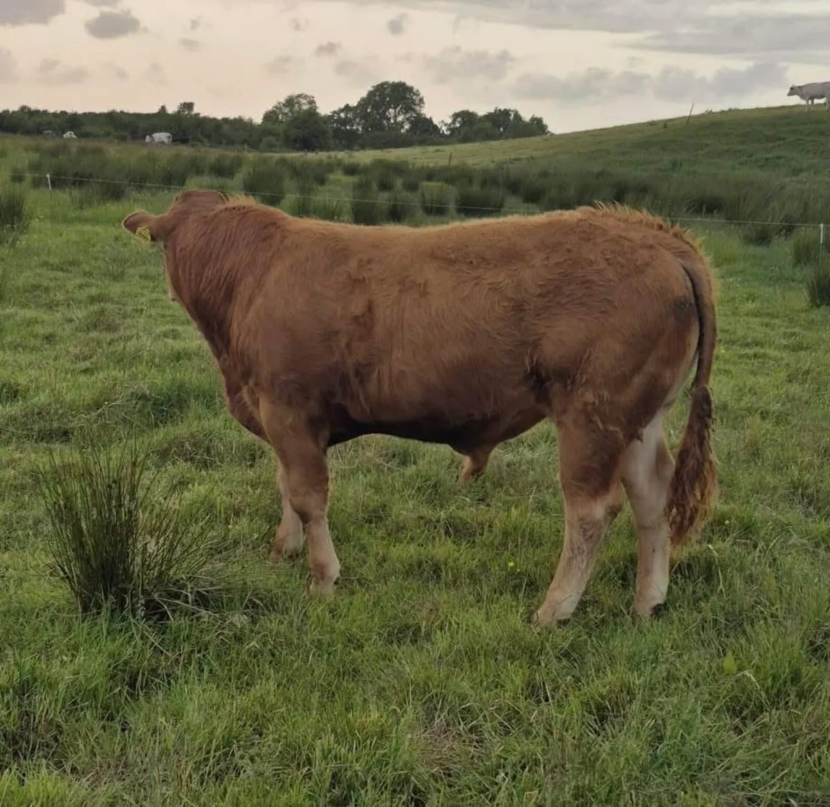 Gort Mart: Thurs 5th June - Image 3