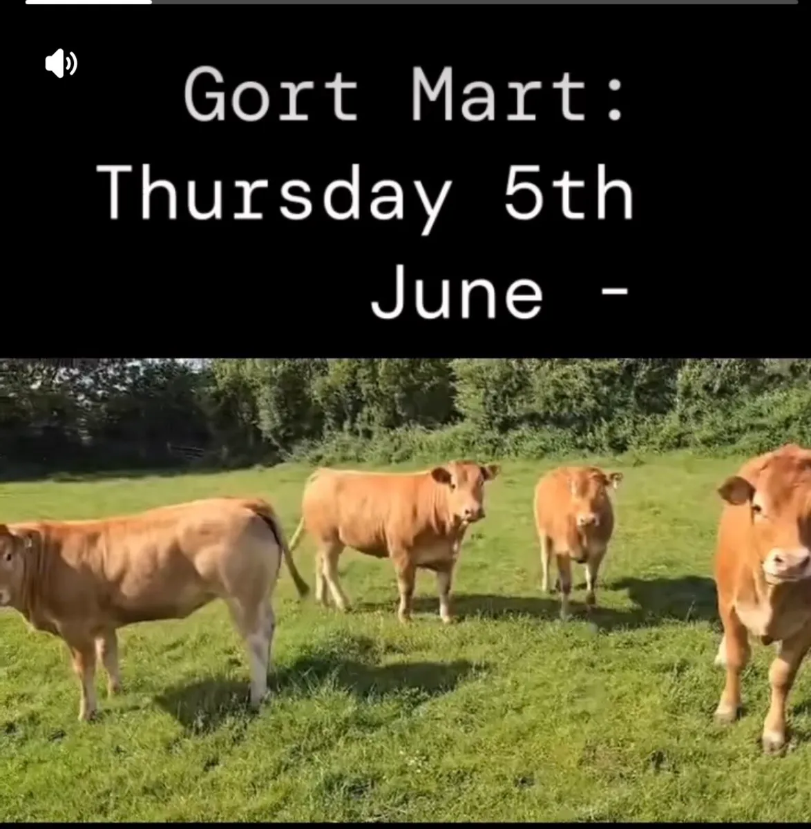 Gort Mart: Thurs 5th June - Image 4