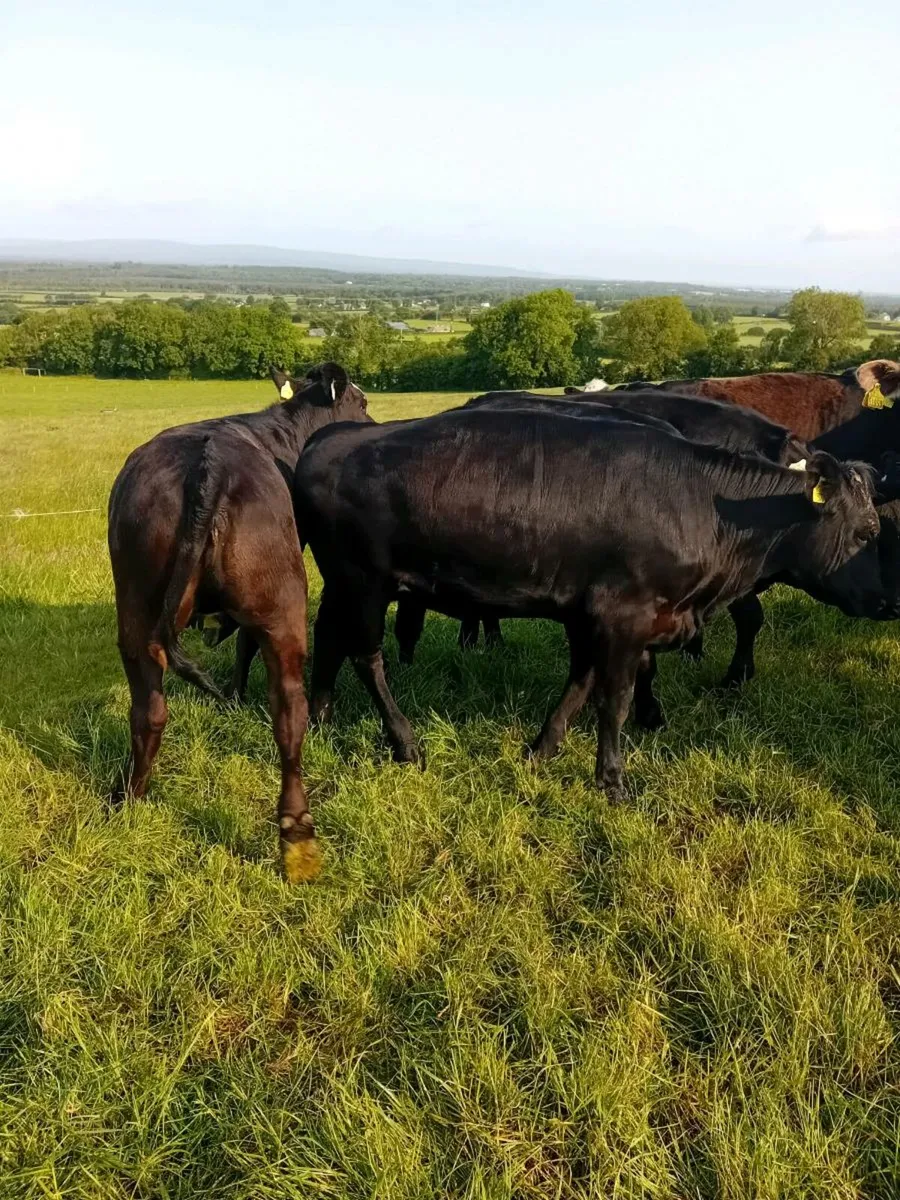 Angus Heifers Farmers stock - Image 2