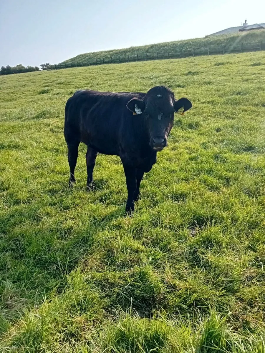 Angus Heifers Farmers stock - Image 4