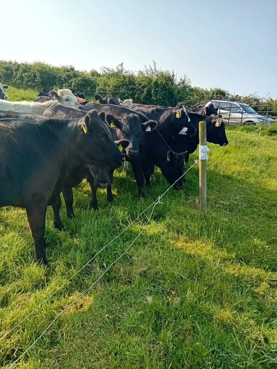Angus Heifers Farmers stock - Image 1