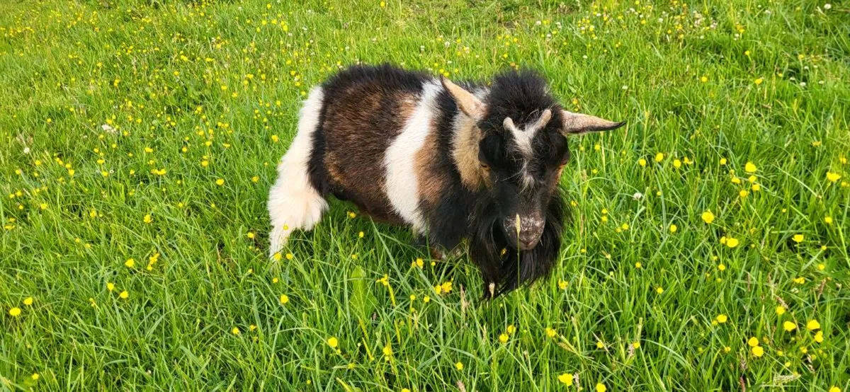Pigmy puck - Image 2