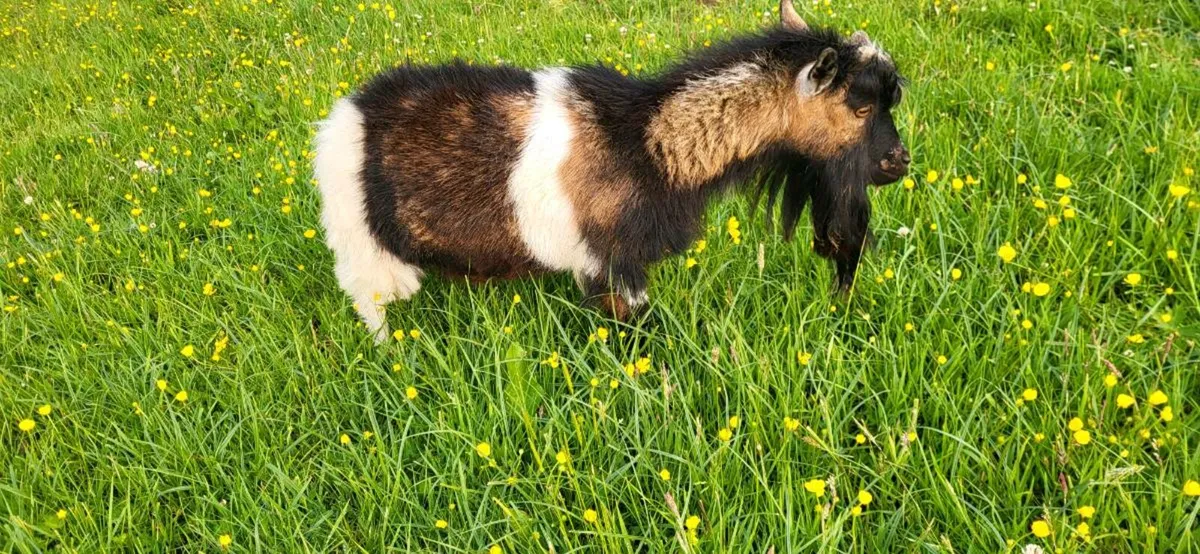 Pigmy puck - Image 3