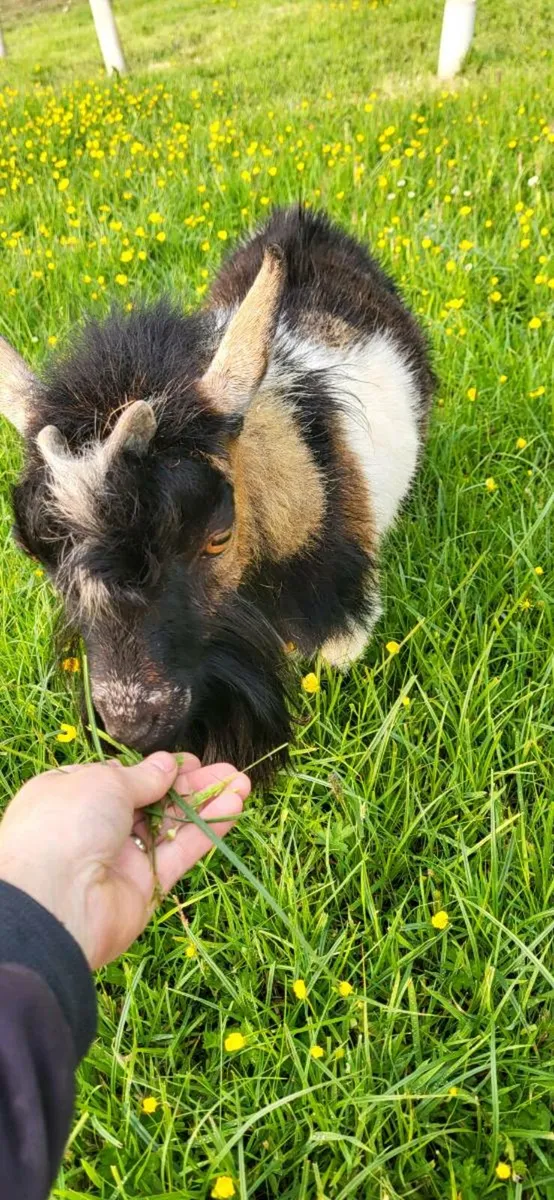 Pigmy puck - Image 1