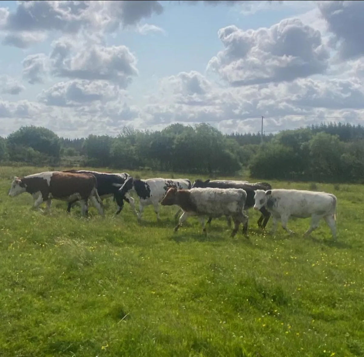 Ten coloured breeding heifers - Image 1
