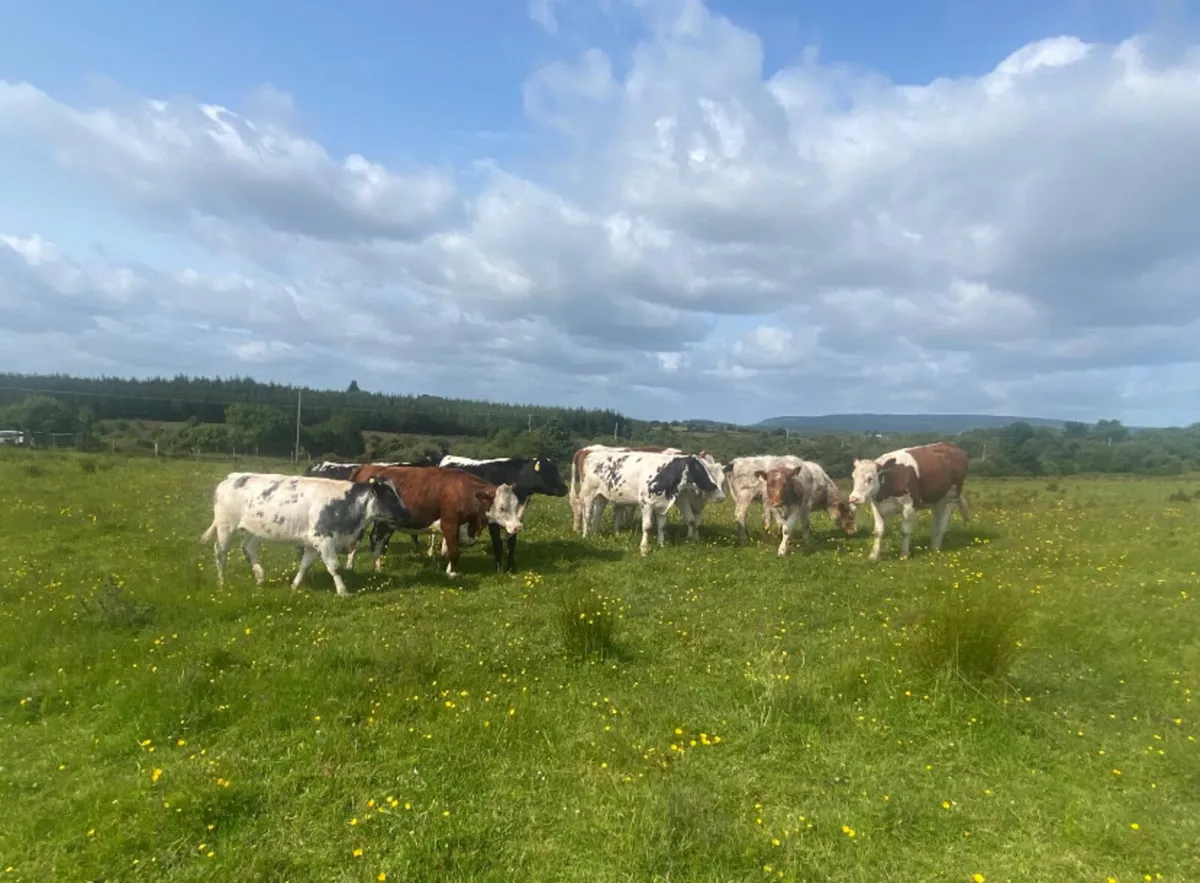 Ten coloured breeding heifers - Image 2