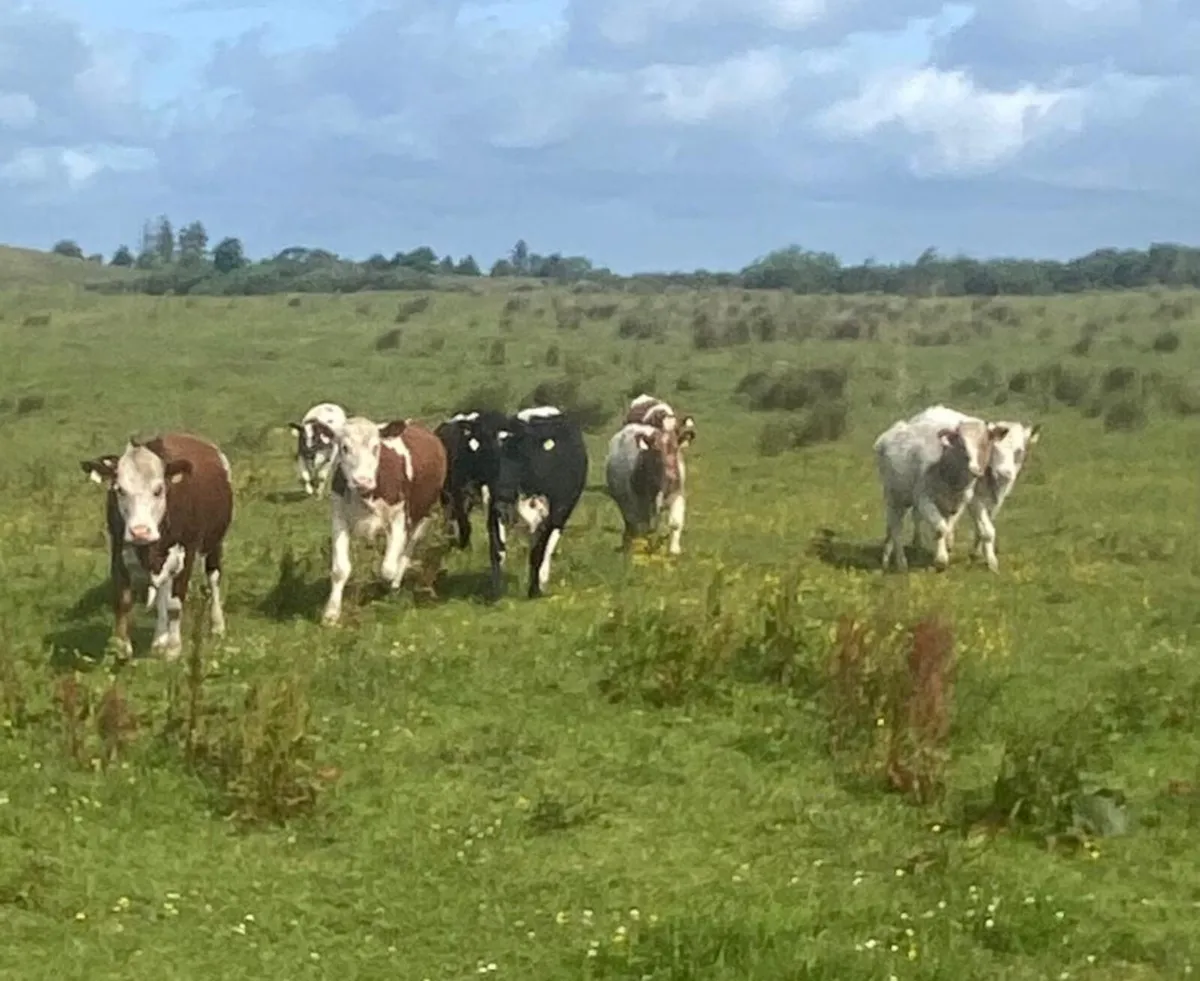 Ten coloured breeding heifers - Image 3