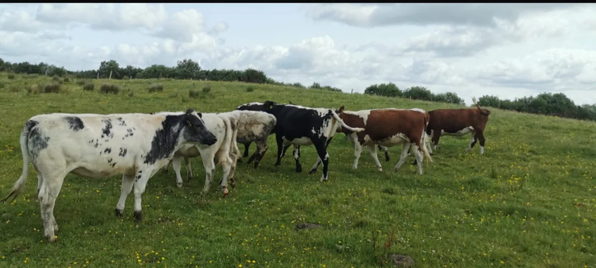 Ten coloured breeding heifers - Image 4