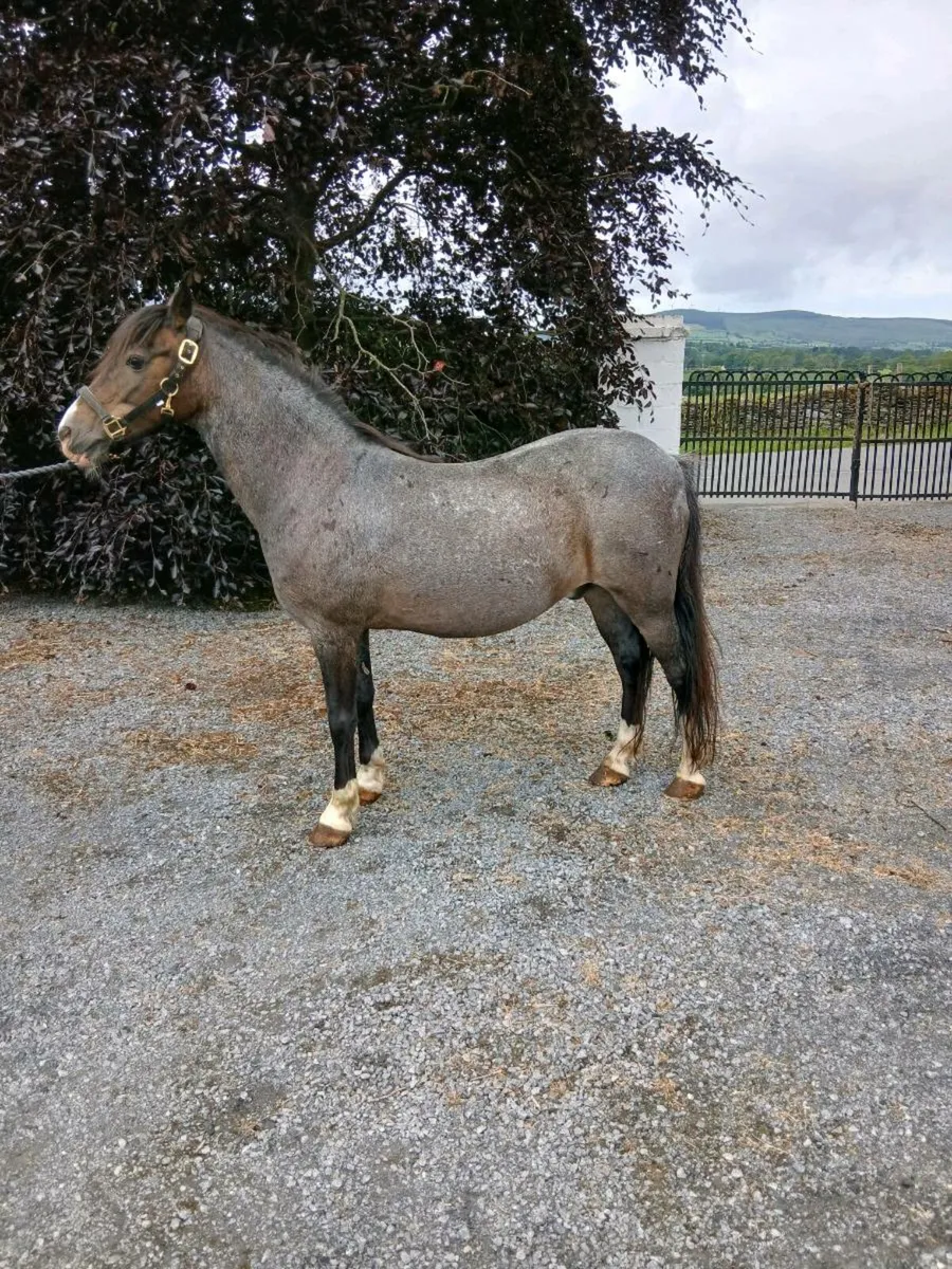 Pony