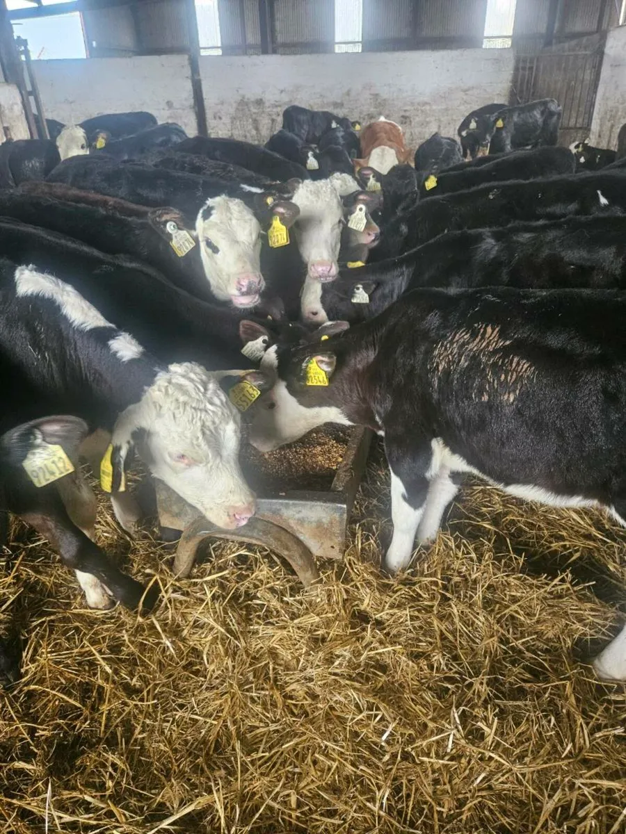 Calves Off milk - Image 1