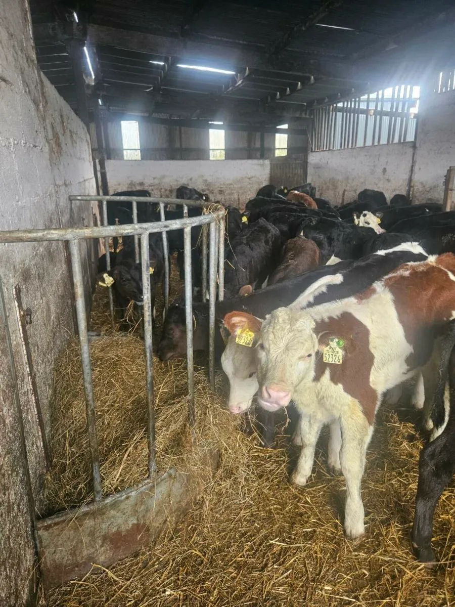 Calves Off milk - Image 2