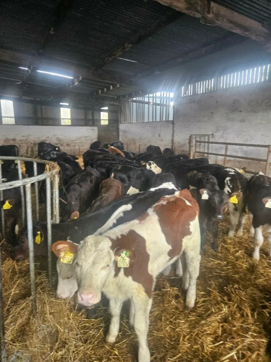 Calves Off milk - Image 3