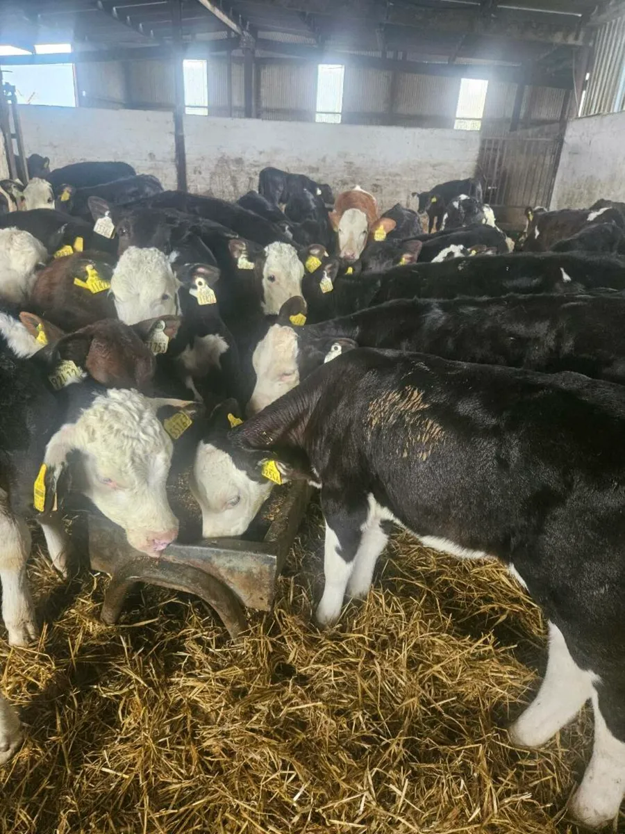 Calves Off milk - Image 4