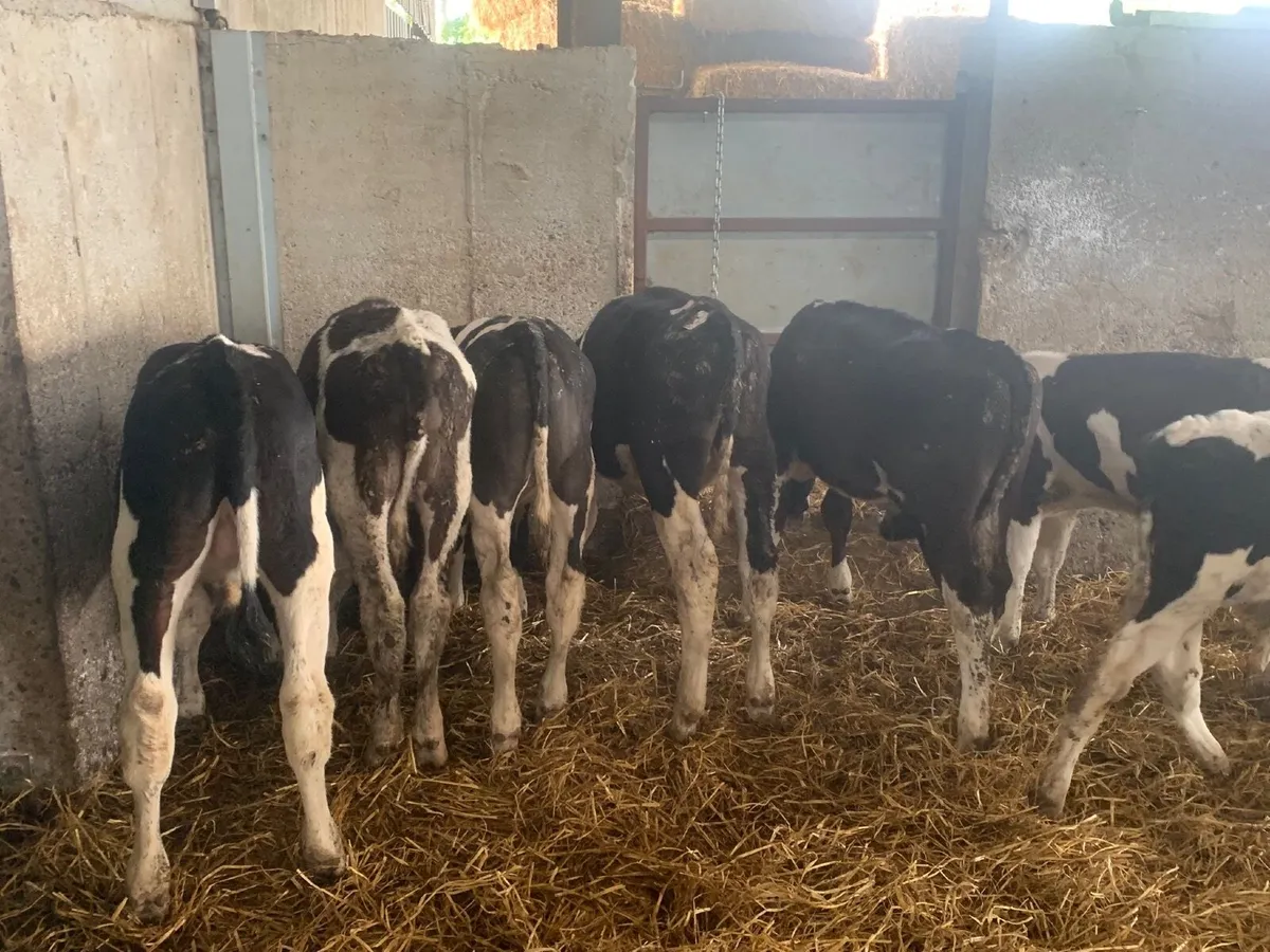23 British friesan bull runners - Image 2