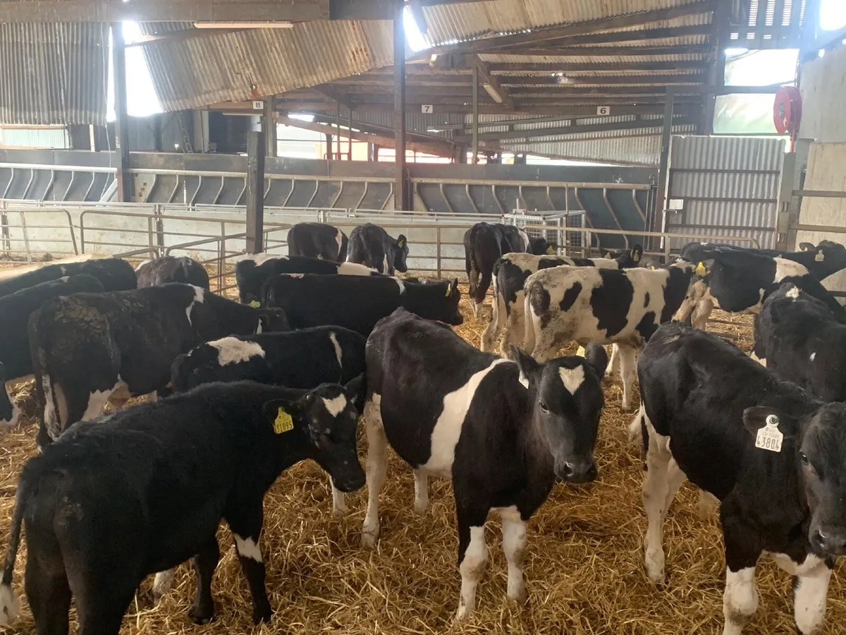 23 British friesan bull runners - Image 3