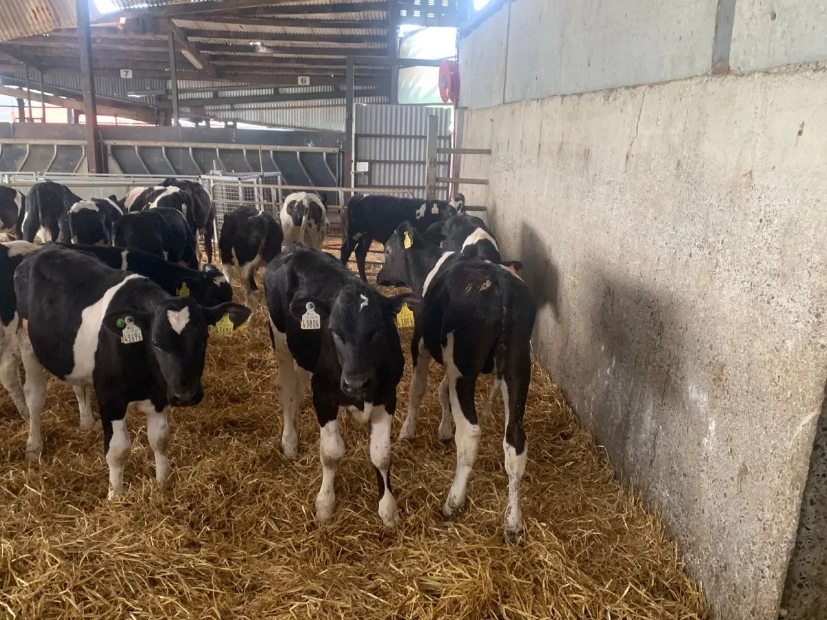 23 British friesan bull runners - Image 1