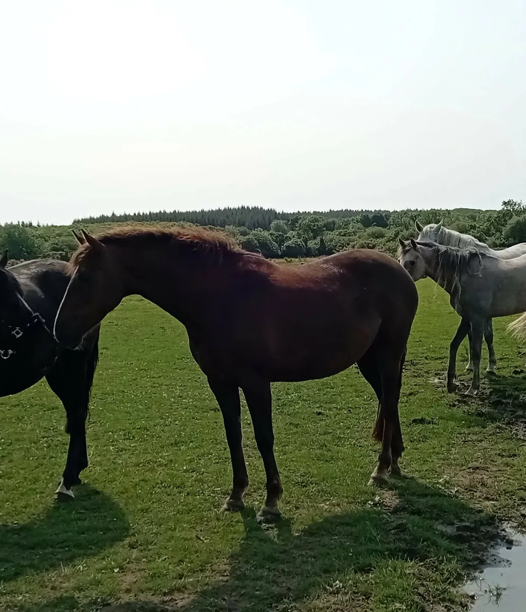 Mare - Image 2