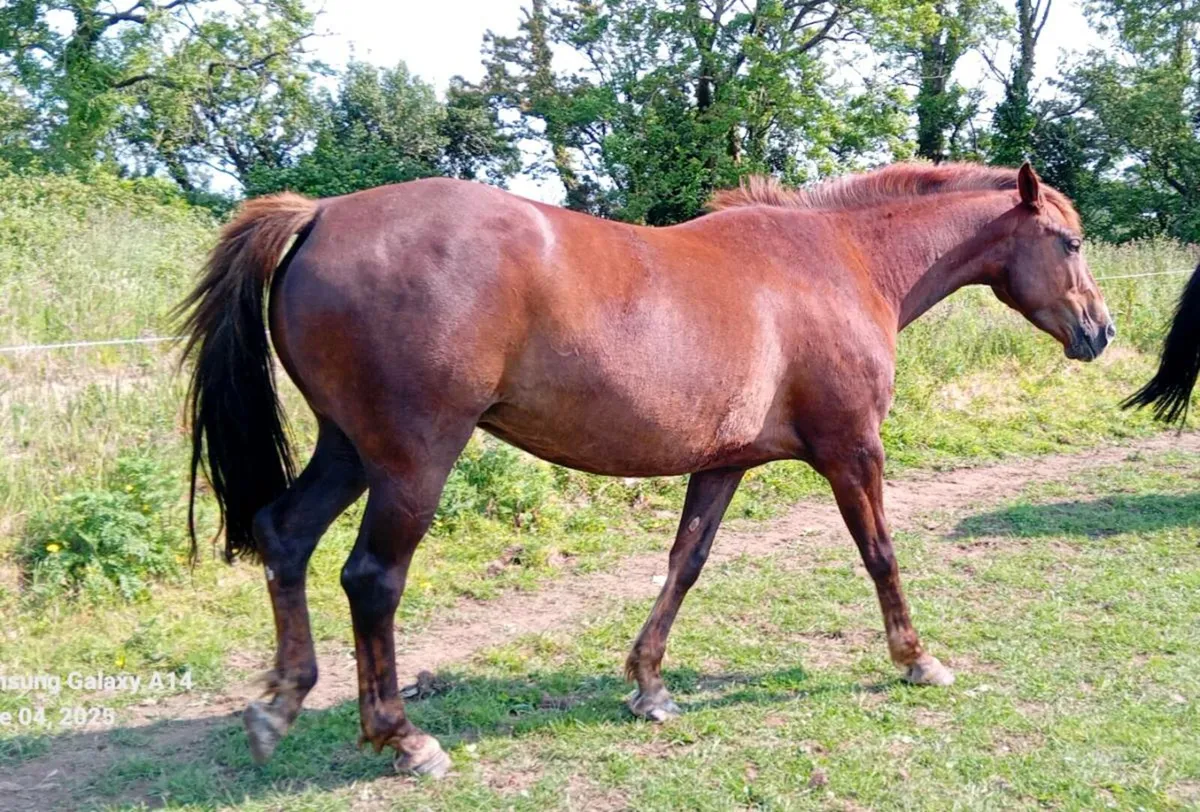 Mare - Image 3
