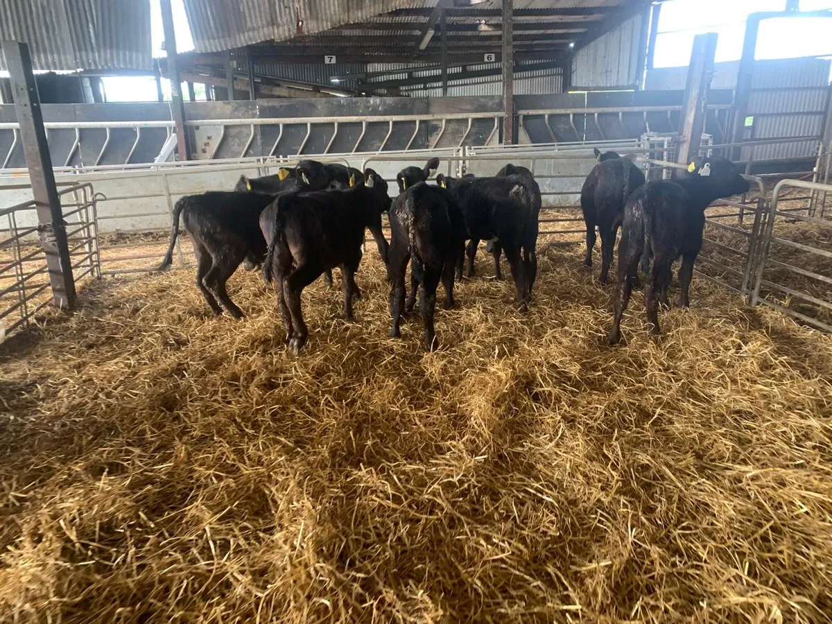 14 Angus runner heifers - Image 2