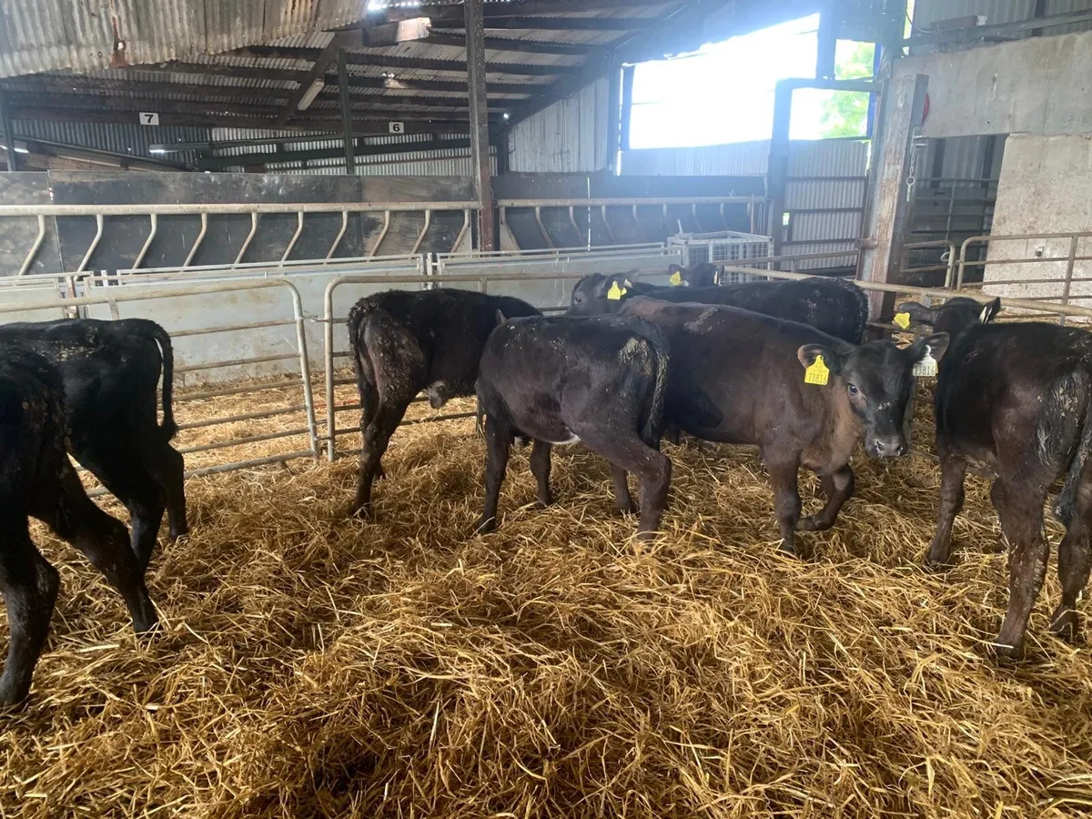 14 Angus runner heifers - Image 3