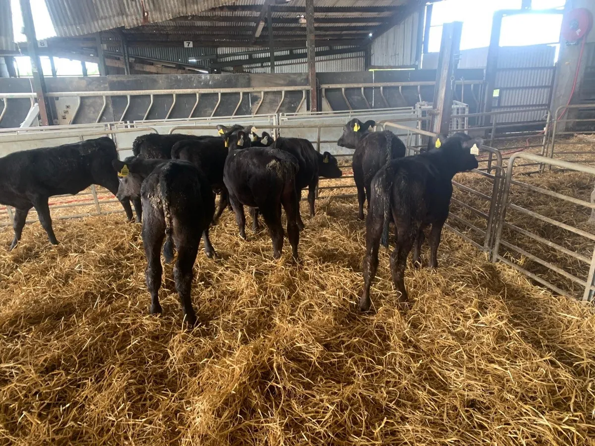 14 Angus runner heifers - Image 1