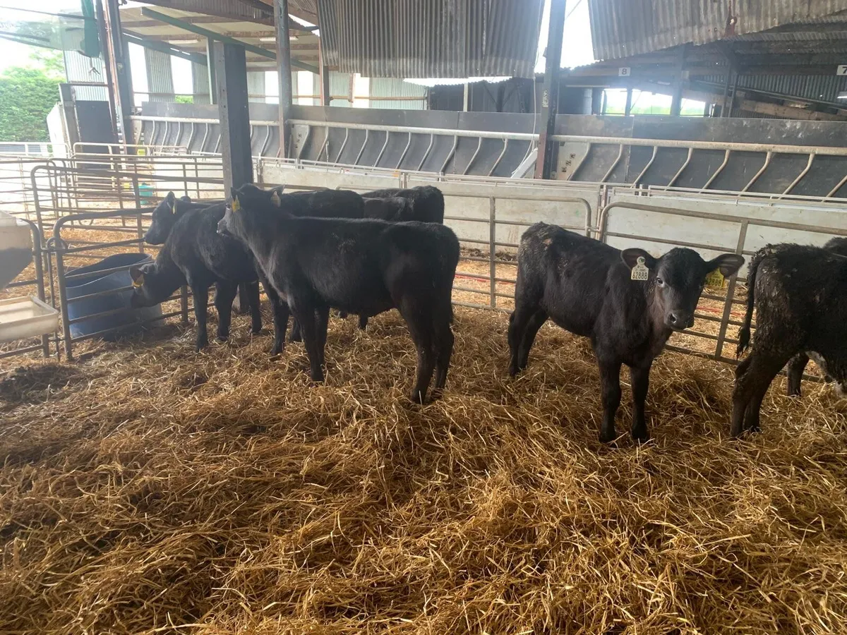 14 Angus runner heifers - Image 4