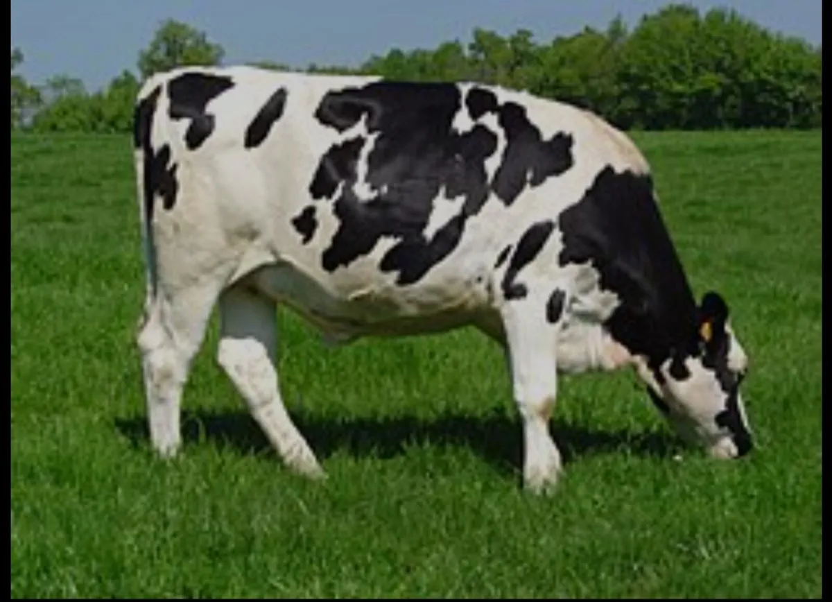 Relief milking