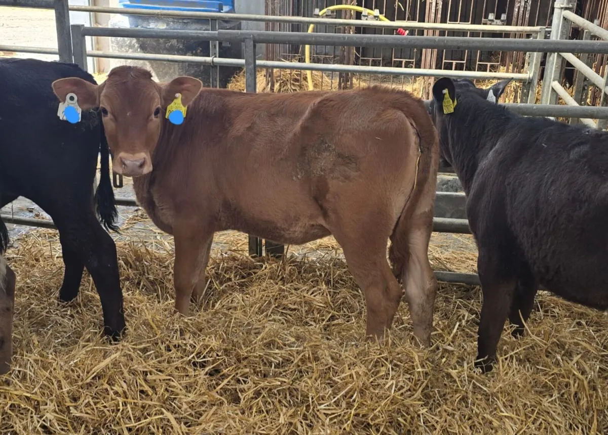 100 Reared calves this Saturday in New Ross mart - Image 2