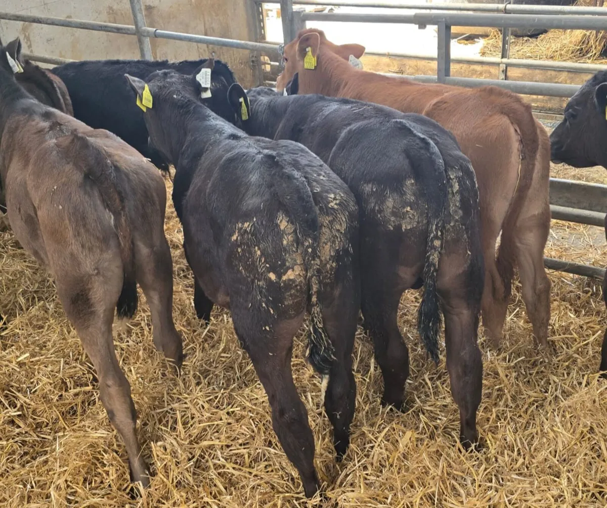 100 Reared calves this Saturday in New Ross mart - Image 3