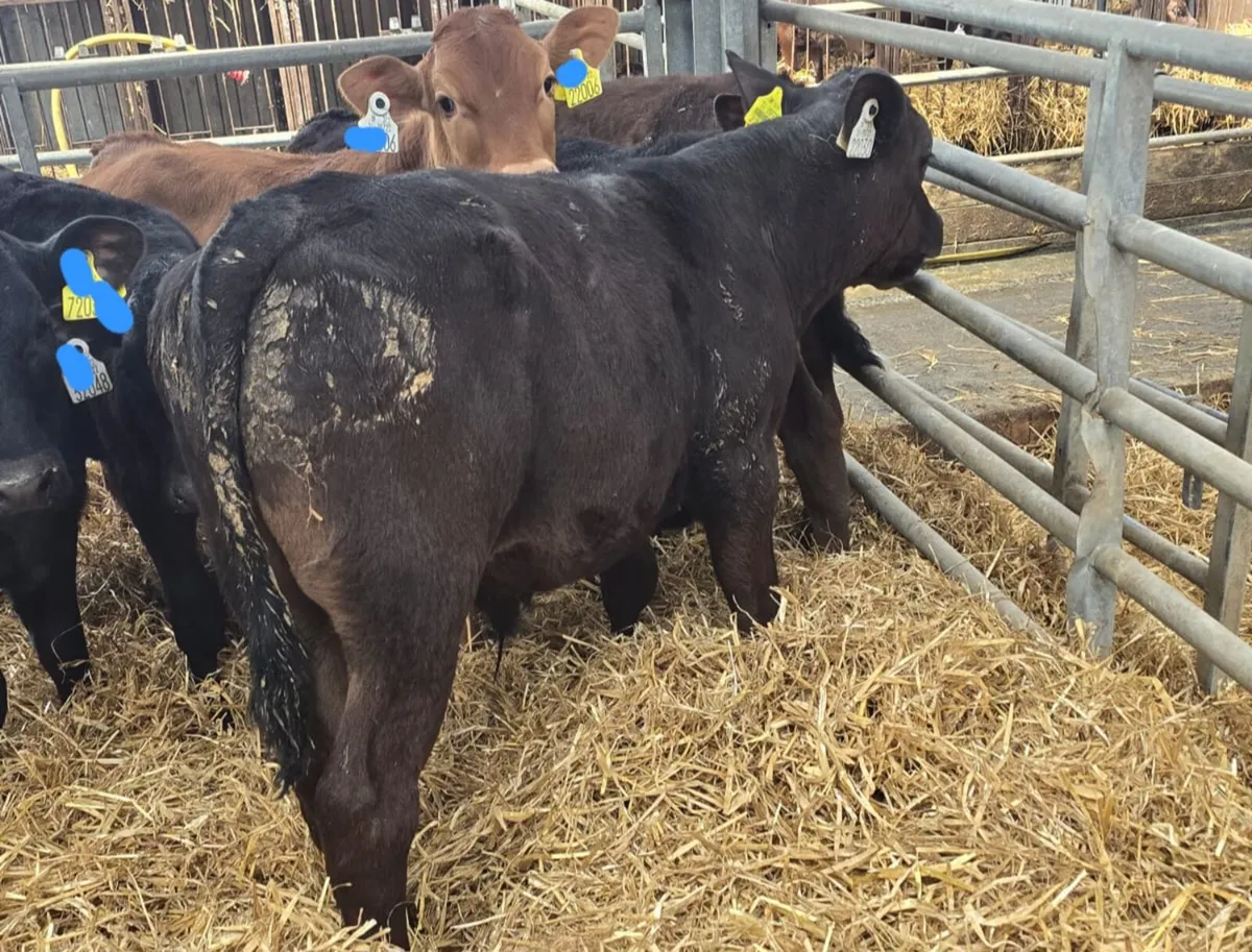 100 Reared calves this Saturday in New Ross mart - Image 1