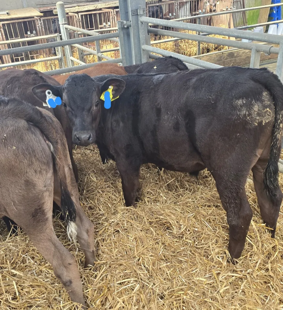 100 Reared calves this Saturday in New Ross mart - Image 4