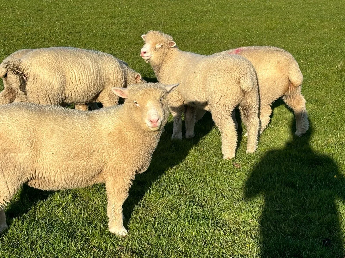 Pedigree Dorset ewe lambs - Image 1