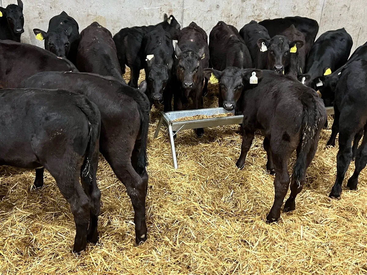 Aberdeen Angus Heifers - Image 1