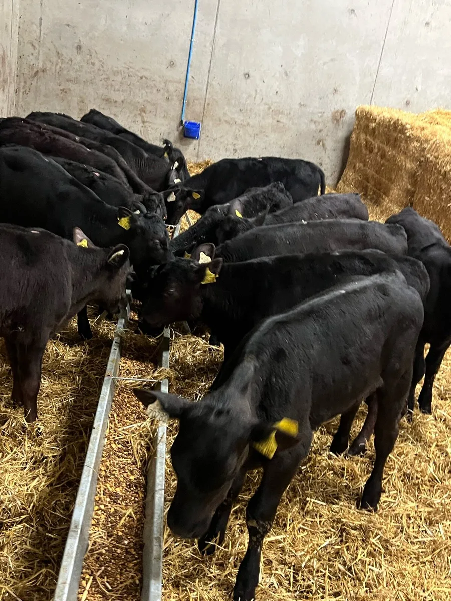 Aberdeen Angus Heifers - Image 2