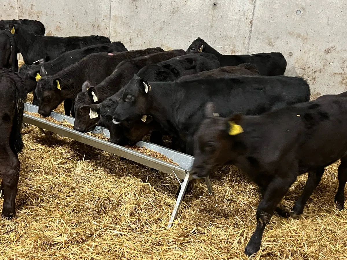Aberdeen Angus Heifers - Image 3