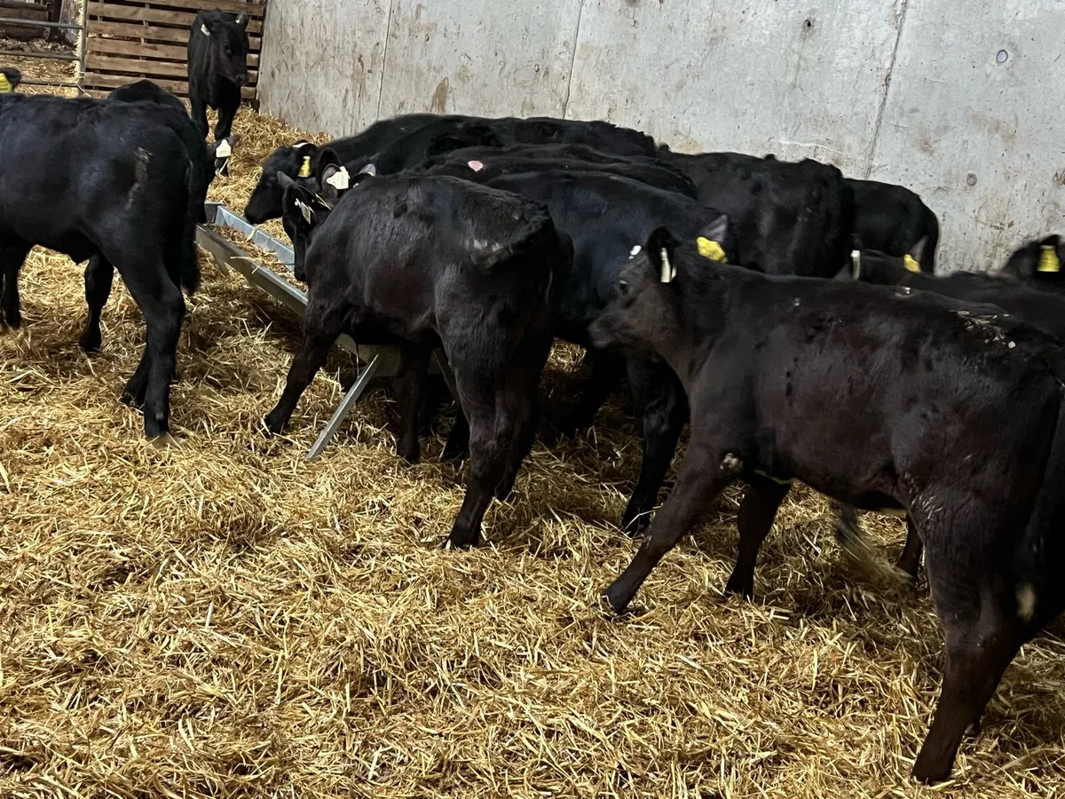 Aberdeen Angus Heifers - Image 4