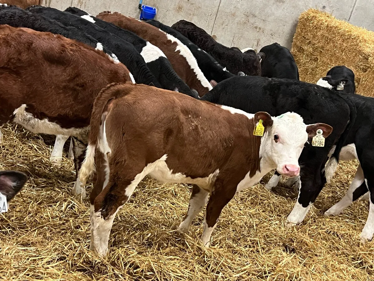 Hereford Heifers Ready for Grass - Image 1