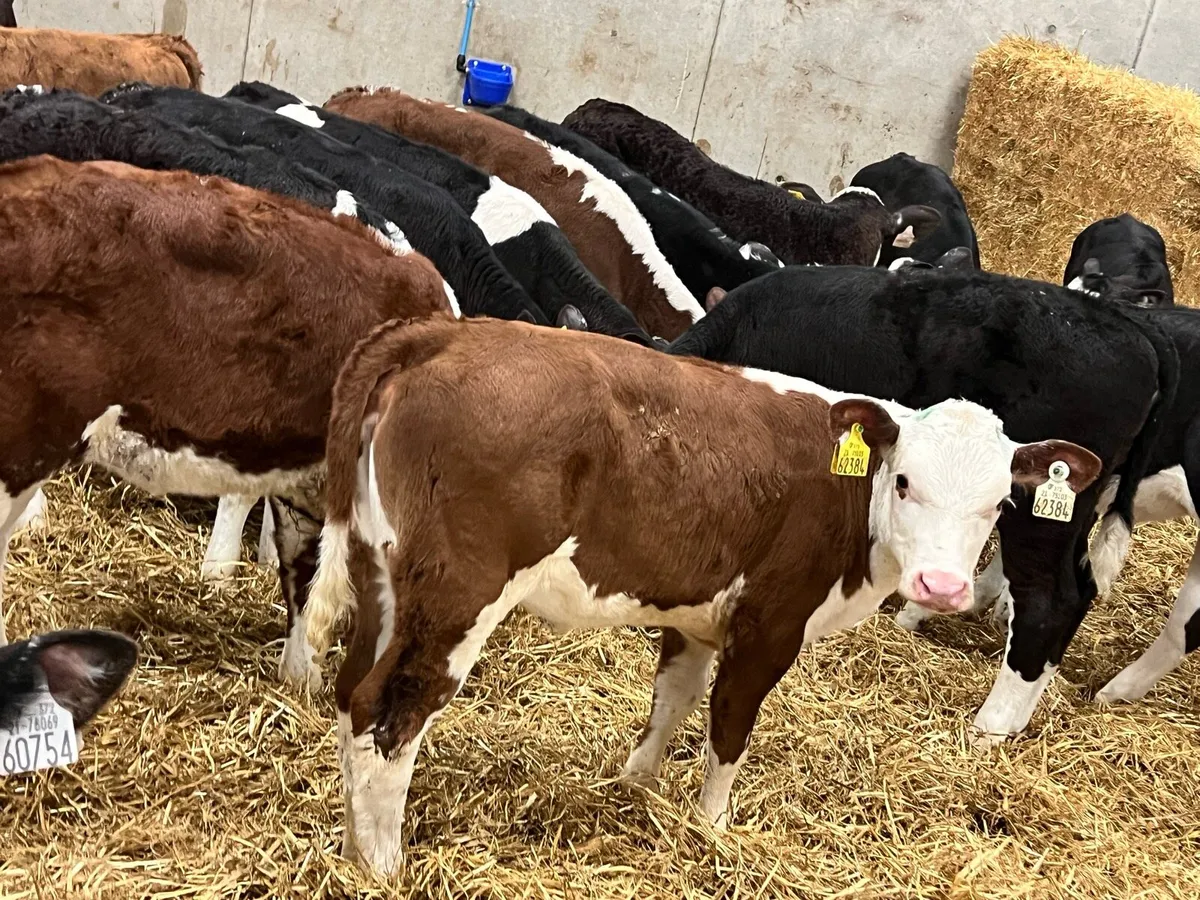 Hereford Heifers Ready for Grass - Image 2