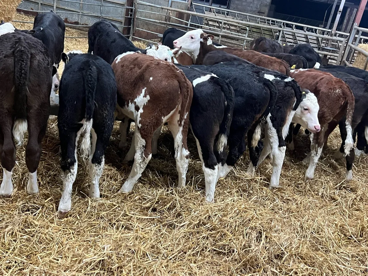 Hereford Heifers Ready for Grass - Image 3