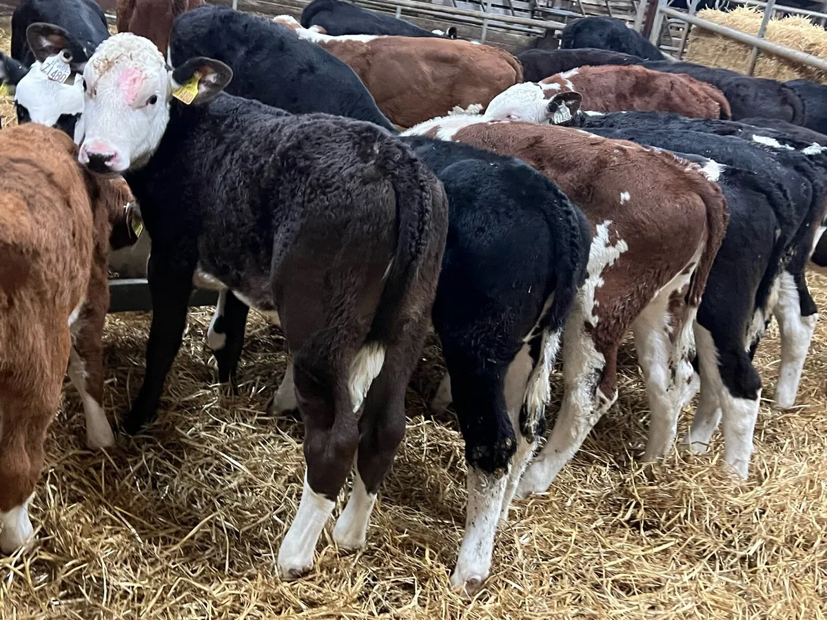 Hereford Heifers Ready for Grass - Image 4