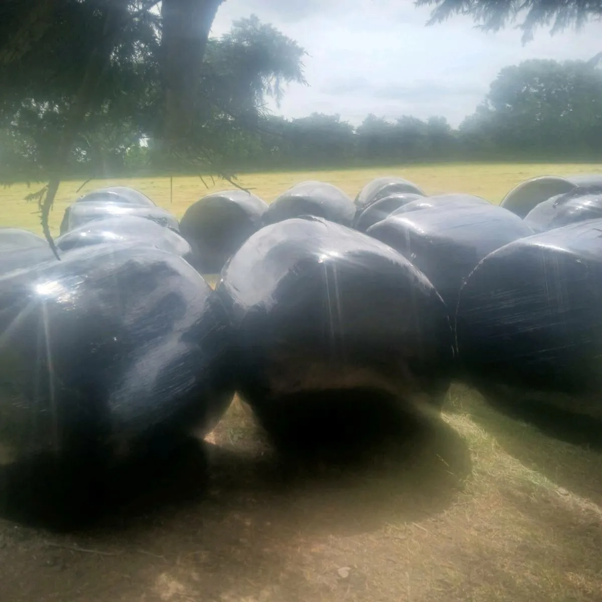 Silage Bales - Image 4