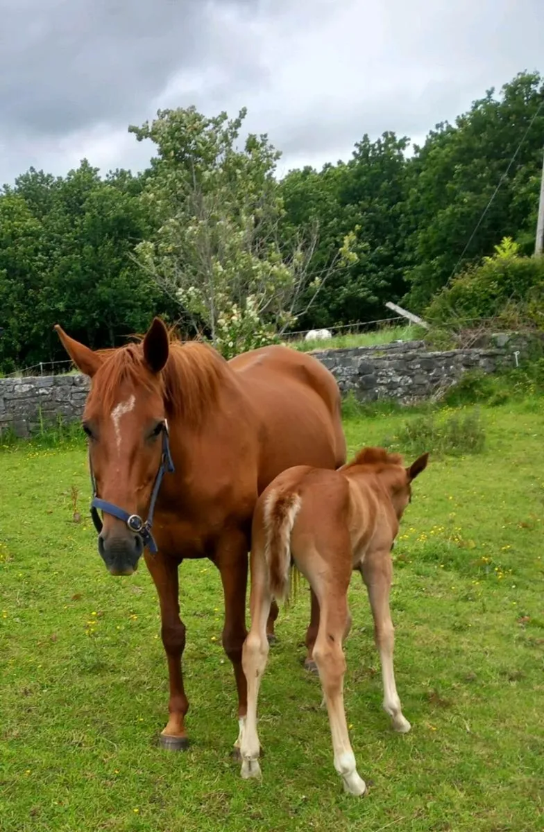 Horse - Image 2
