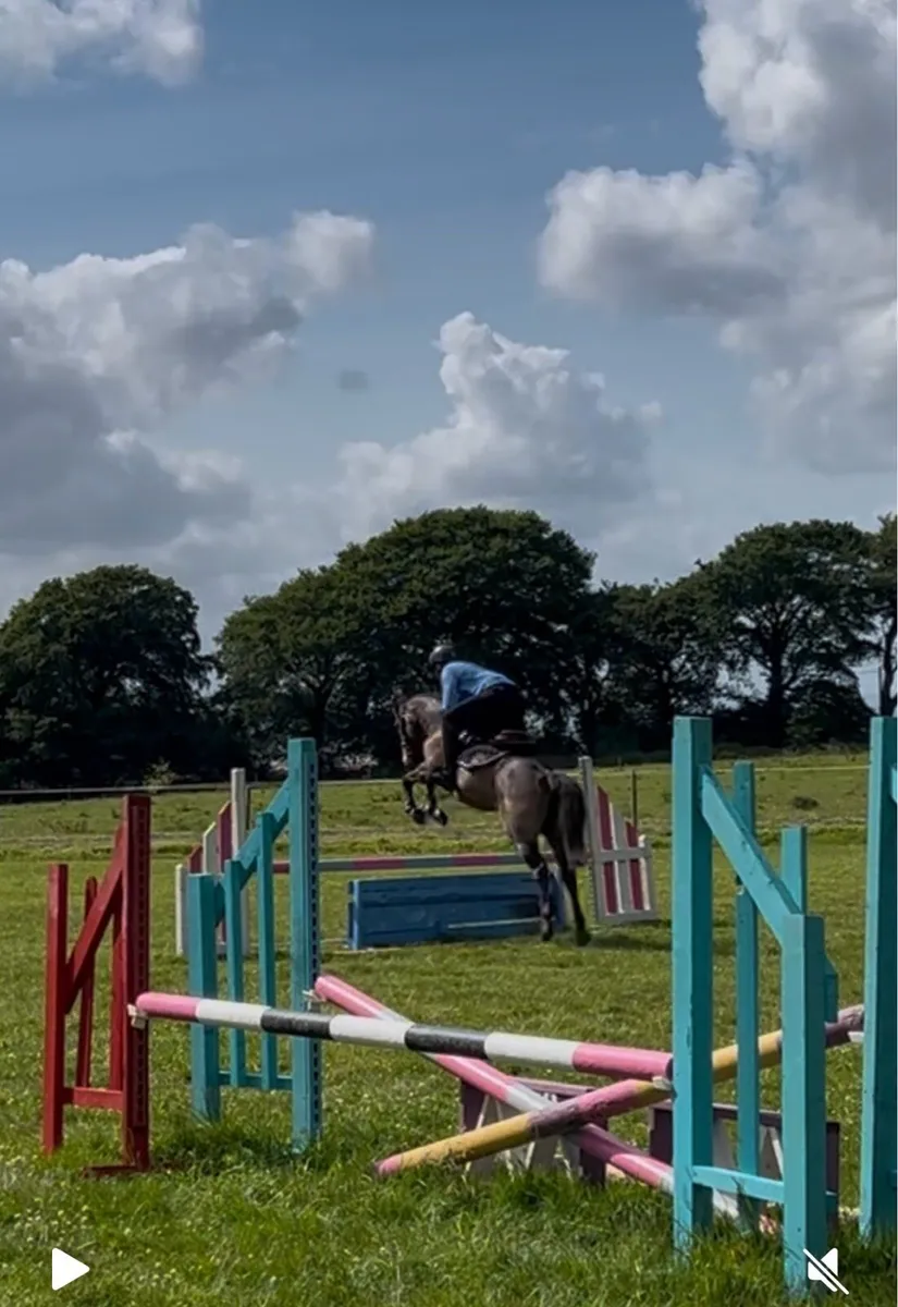 13:2 Conneamra jumping pony - Image 2