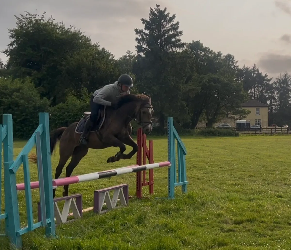 13:2 Conneamra jumping pony - Image 4
