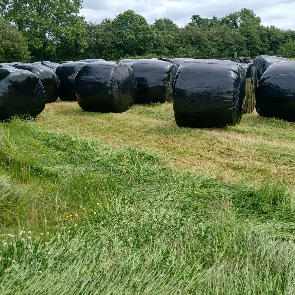 Silage Bales - Image 1