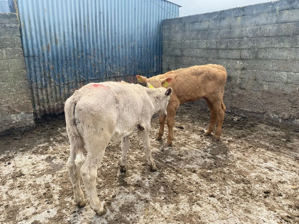2 Weaned Charlaois heifers - Image 2