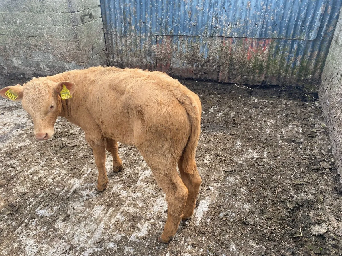 2 Weaned Charlaois heifers - Image 3