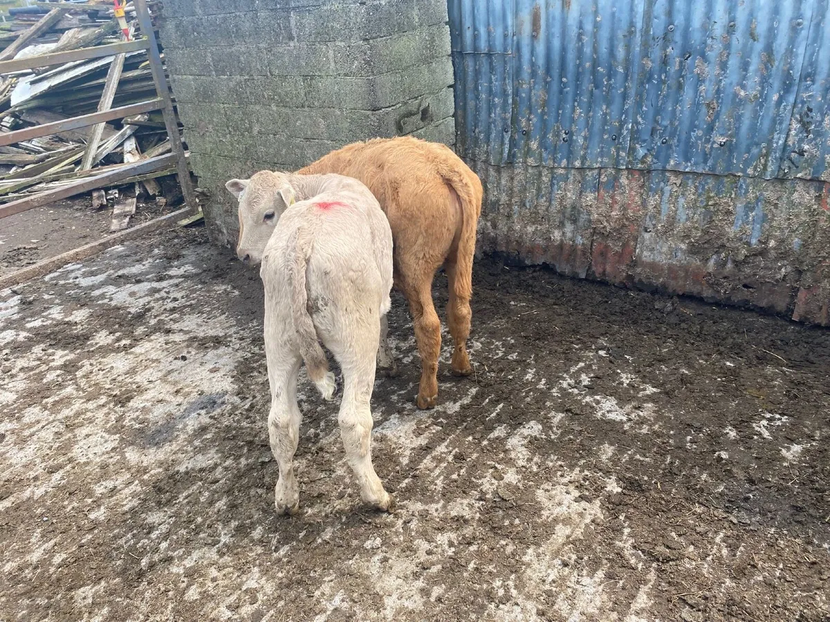 2 Weaned Charlaois heifers - Image 1